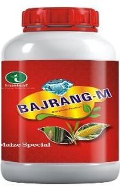 Picture of BAJRANG M