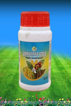 Picture of AMRUTRAS GOLD