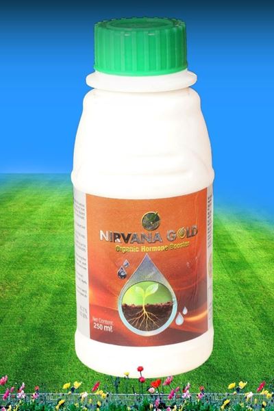 Picture of NIRVANA GOLD